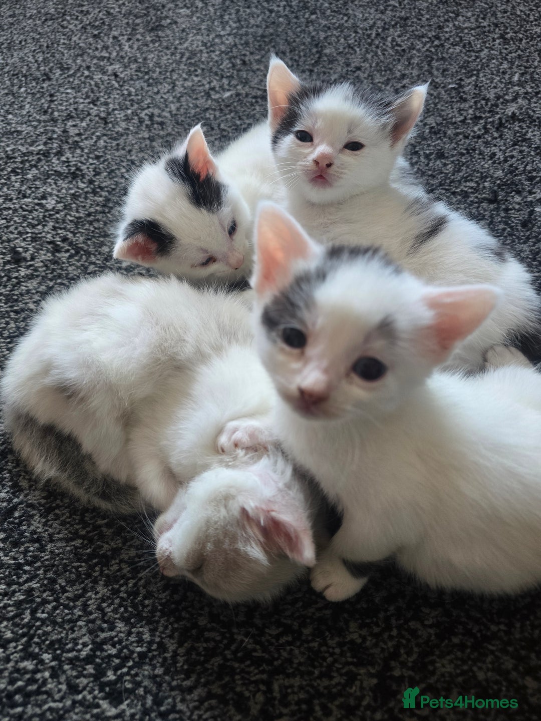British Shorthair cats for sale: 1 male / 2 female kittens  - Image 2