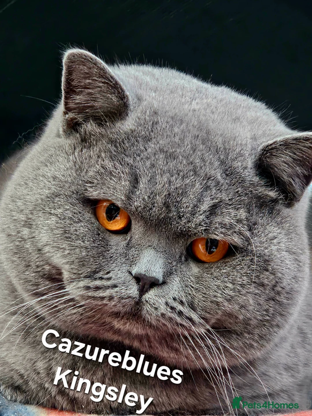 British Shorthair cats for stud: Gccf Active Studs Blue, Lilac, Blue Bi, Cream Bi - Advert 2