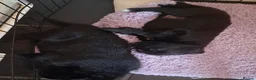 Sheprador dogs for sale: K.C registered German Shepherd × Labrodore pups  - Advert 15