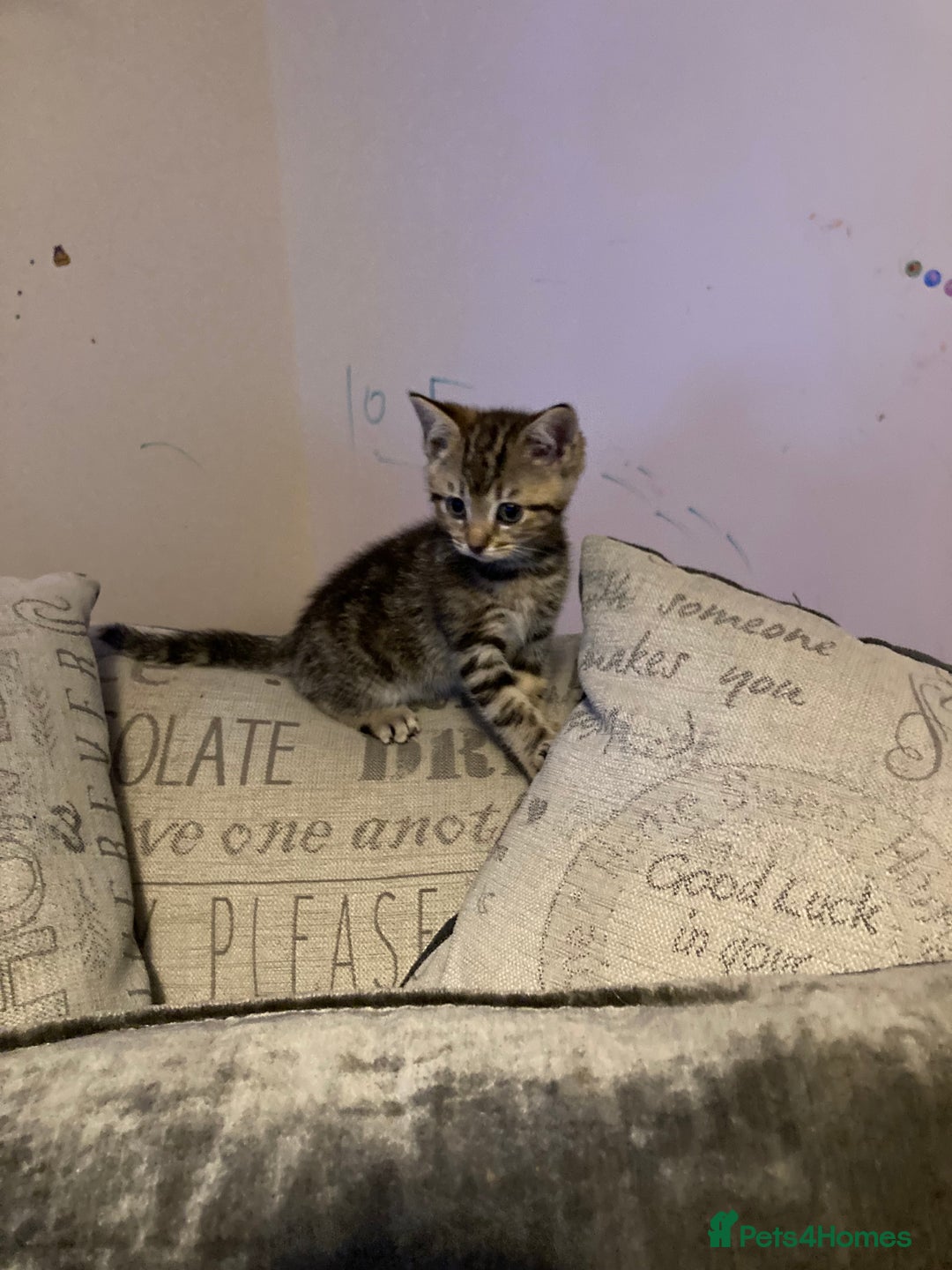 Mixed Breed cats for sale: 4 kittens - Advert 9