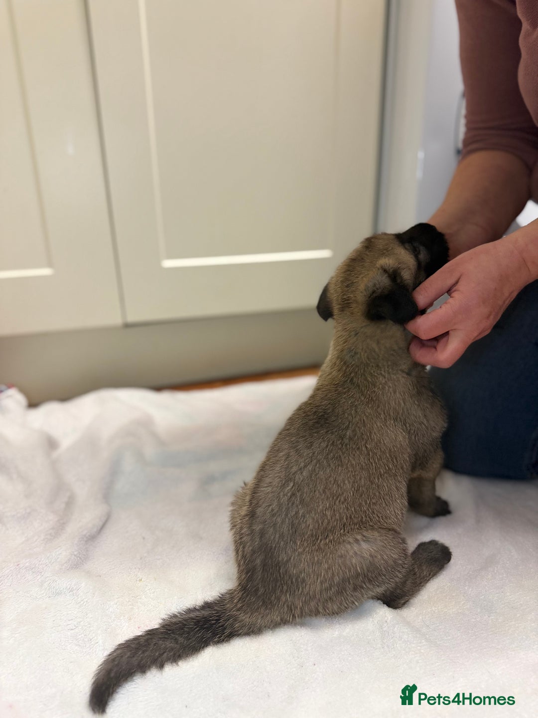 Irish Wolfhound dogs for sale: Bred From Extensively Health Tested Parents - Advert 19