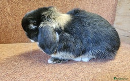 Mini Lop rabbits for sale: 🖤🤎 PUREBRED BLACK OTTER BUCK - VACCINATED 🖤🩶 - Image 2