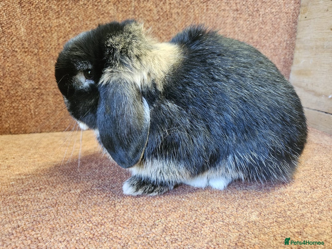 Mini Lop rabbits for sale: 🖤🤎 PUREBRED BLACK OTTER BUCK - VACCINATED 🖤🩶 - Image 2
