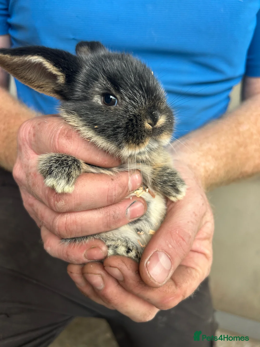 Mini Lop rabbits for sale: Mini lop baby rabbit in Hartlepool - Advert 2