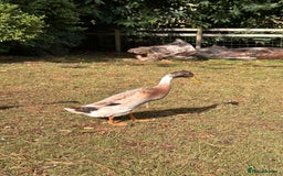 Waterfowl poultry for sale: Fawn and white Indian runner drakes - Image 4