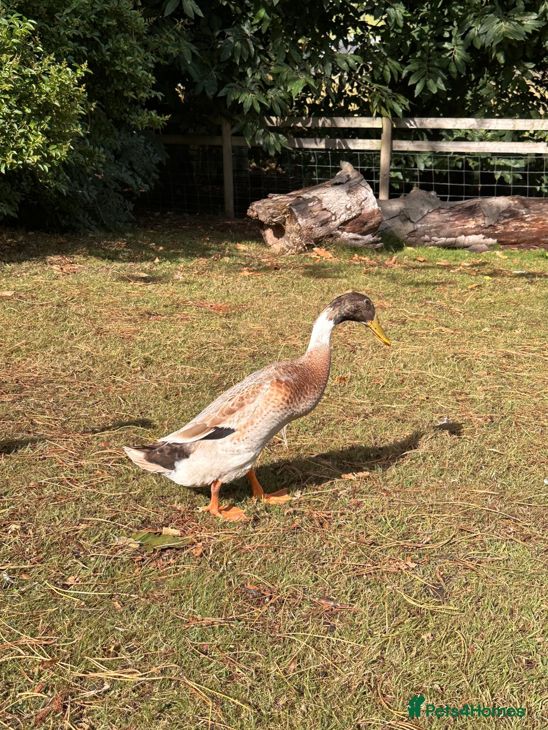 Waterfowl poultry for sale: Fawn and white Indian runner drakes - Image 4