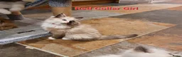 Ragdoll cats for sale: Beautiful GCCF Registered Ragdoll Kittens. - Advert 10