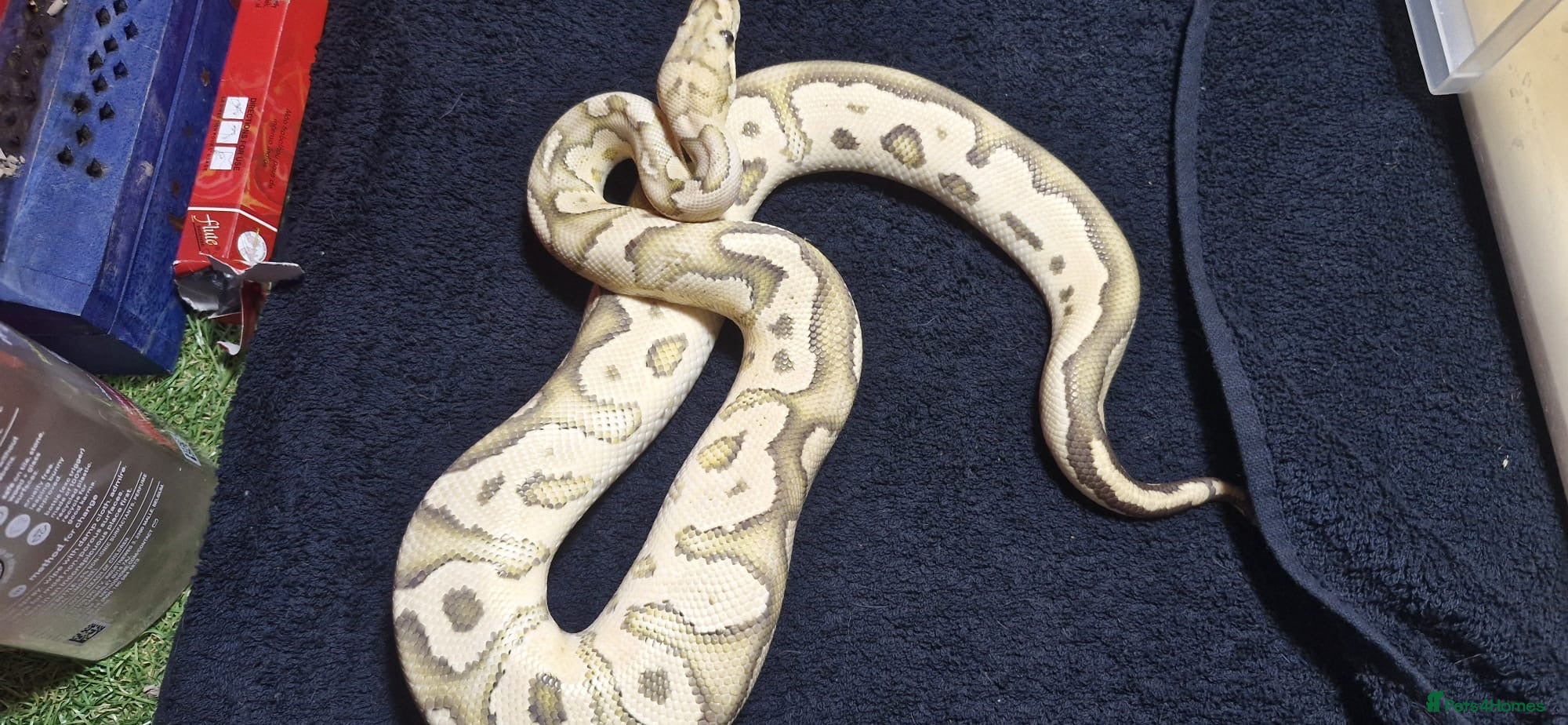 Python Snake reptiles Mixed ball pythons - Advert 15