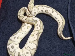 Python Snake reptiles Mixed ball pythons - Advert 15