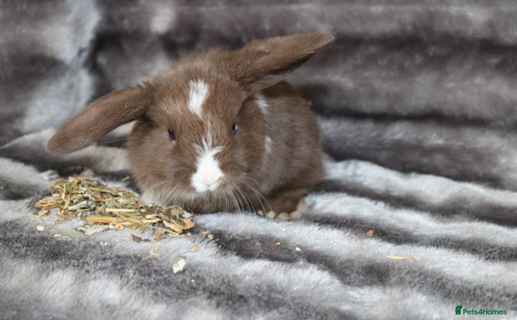 Mini Lop rabbits - Advert 1