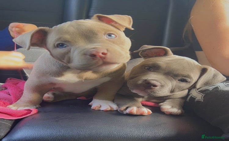 American Bully dogs - Advert 1