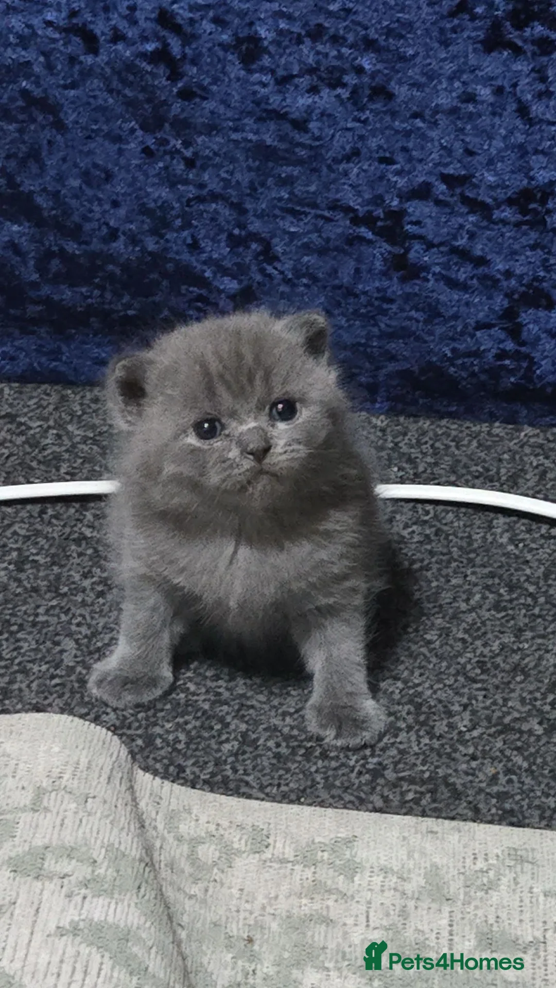 British Shorthair cats for sale: British Short Hair in Bradford - Advert 2