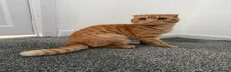 Mixed Breed cats for sale: Affectionate British Shorthair for sale in Tipton - Advert 3
