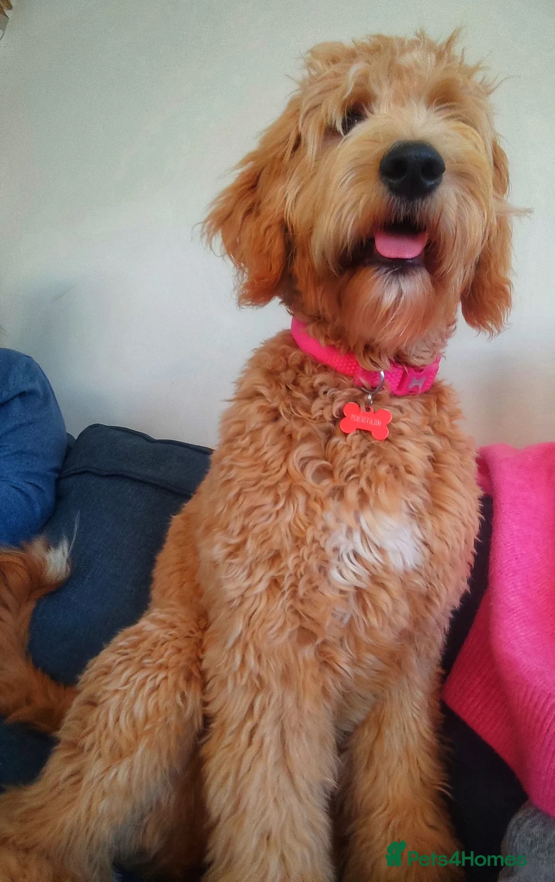 Goldendoodle dogs for sale: Goldendoodle  - Advert 2