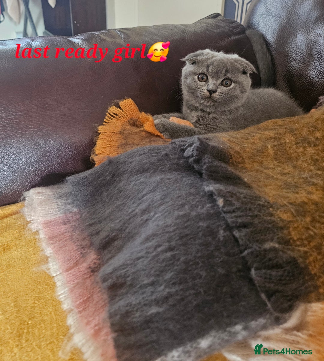 British Shorthair cats for sale: Hurry up 3 🕢Beautiful Scottish fold kitten left in Hatfield - Image 6