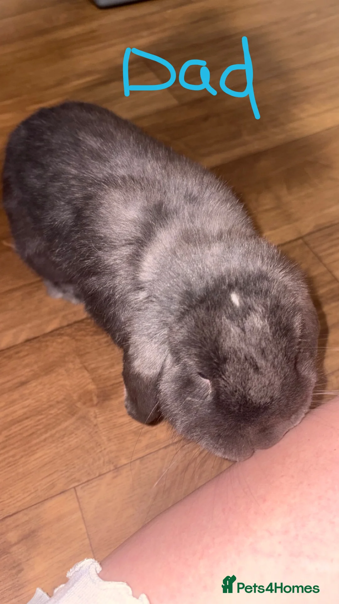Mini Lop rabbits for sale: Mini lops  - Advert 10