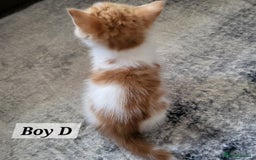 Mixed Breed cats for sale: 2 ginger male kittens, 1 female tabby - Image 6