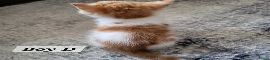 Mixed Breed Kitten 3
