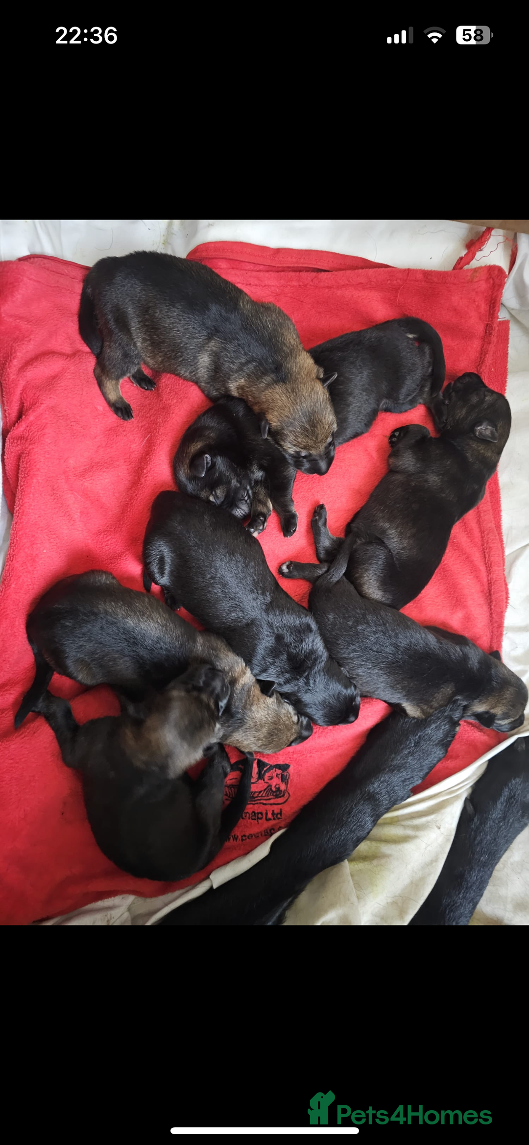 German Shepherd dogs for stud: KC sable male for stud  in Birmingham - Image 12