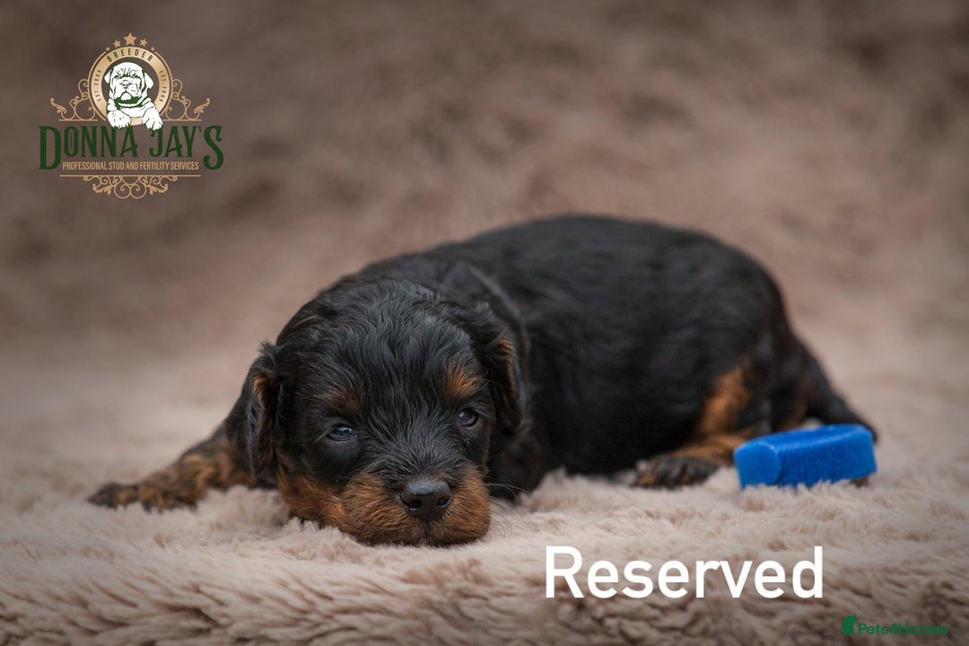 Cavapoo dogs for sale: DONNAJAYS Cavapoo’s  - Image 6
