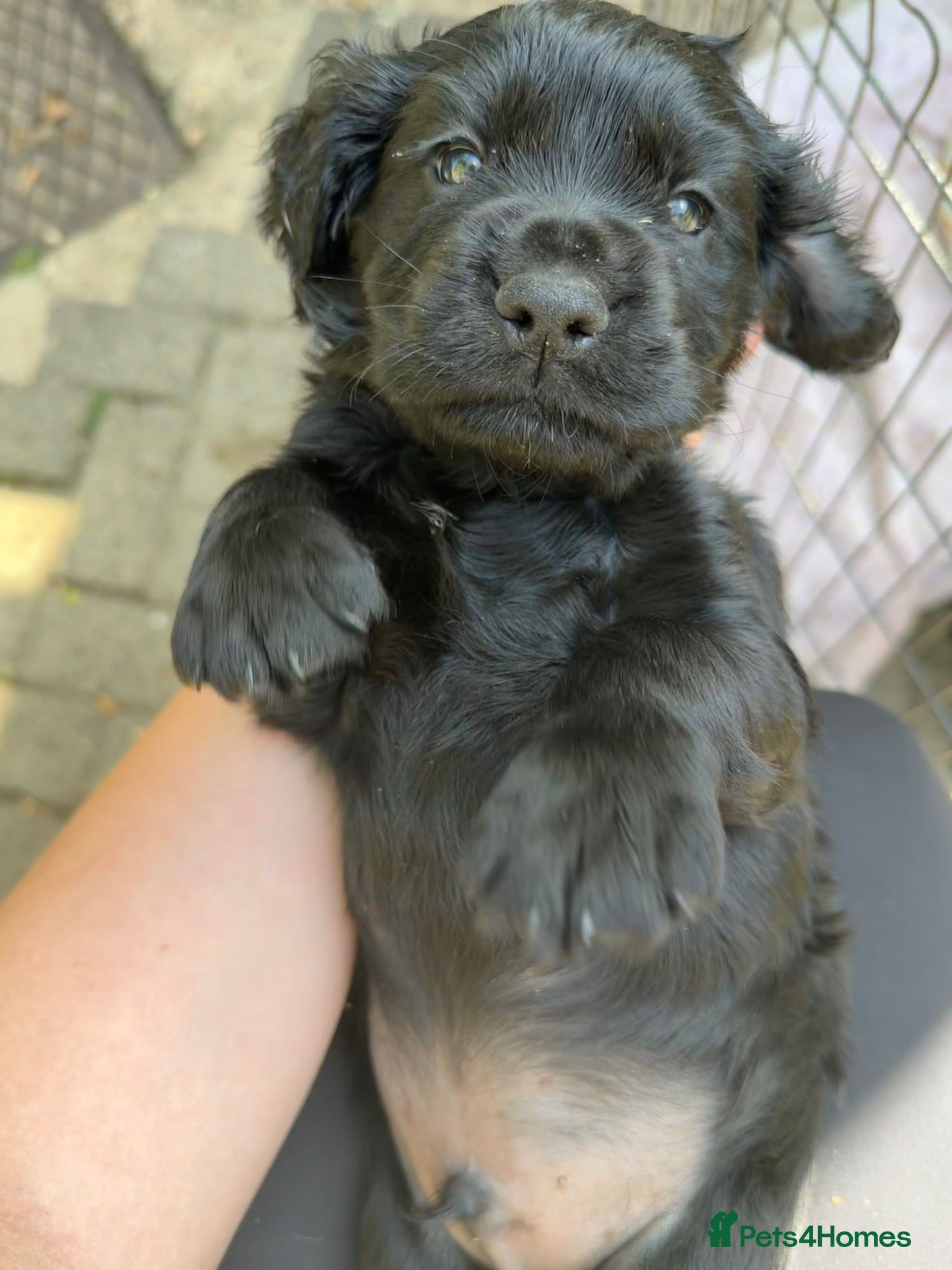 Cocker Spaniel dogs KC Cocker Spaniel  - Advert 10