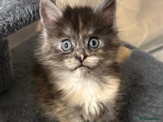 Maine Coon cats - Advert 3