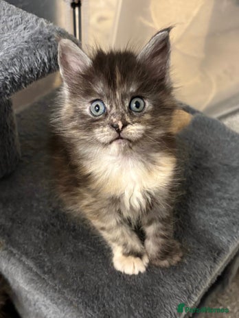 Maine Coon cats - Advert 1