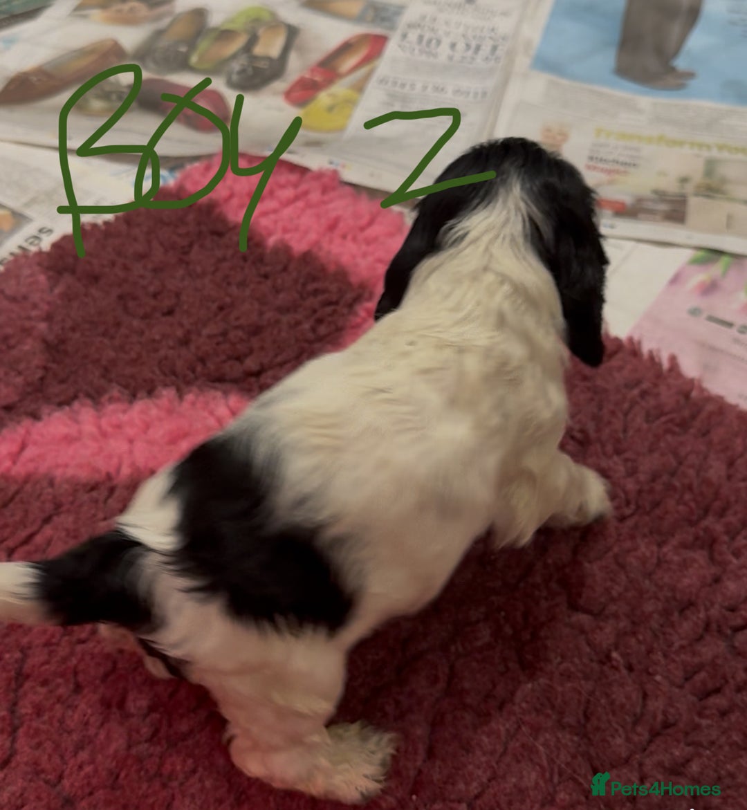 Cocker Spaniel dogs for sale: KC show cocker puppies black white boys - Image 27