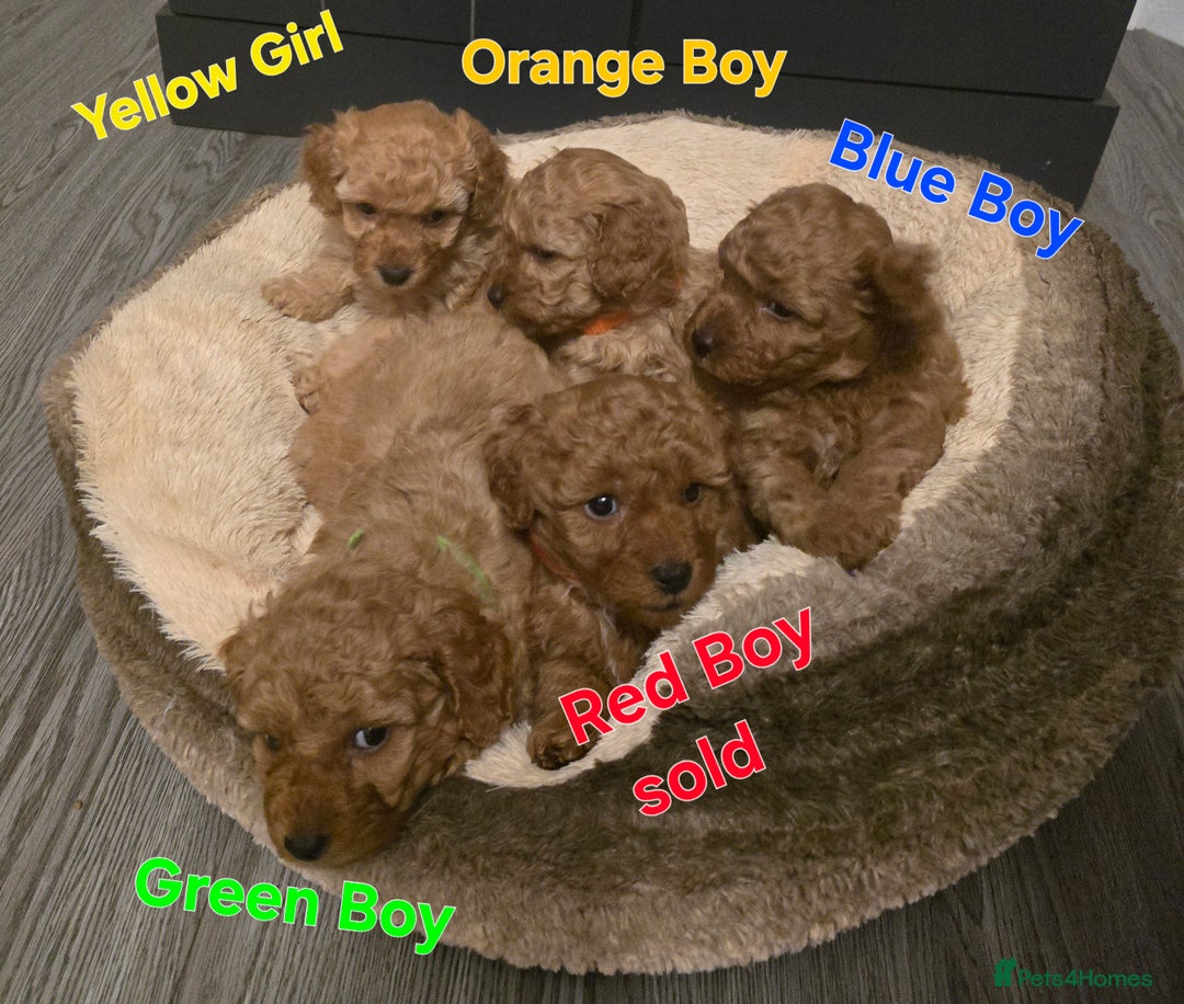 Maltipoo dogs for sale: 🐶4 gorgeous maltipoo pups for sale ready monday🐶 - Advert 2