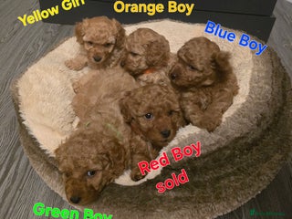 Maltipoo dogs 🐶4 gorgeous maltipoo pups for sale ready monday🐶 - Advert 2