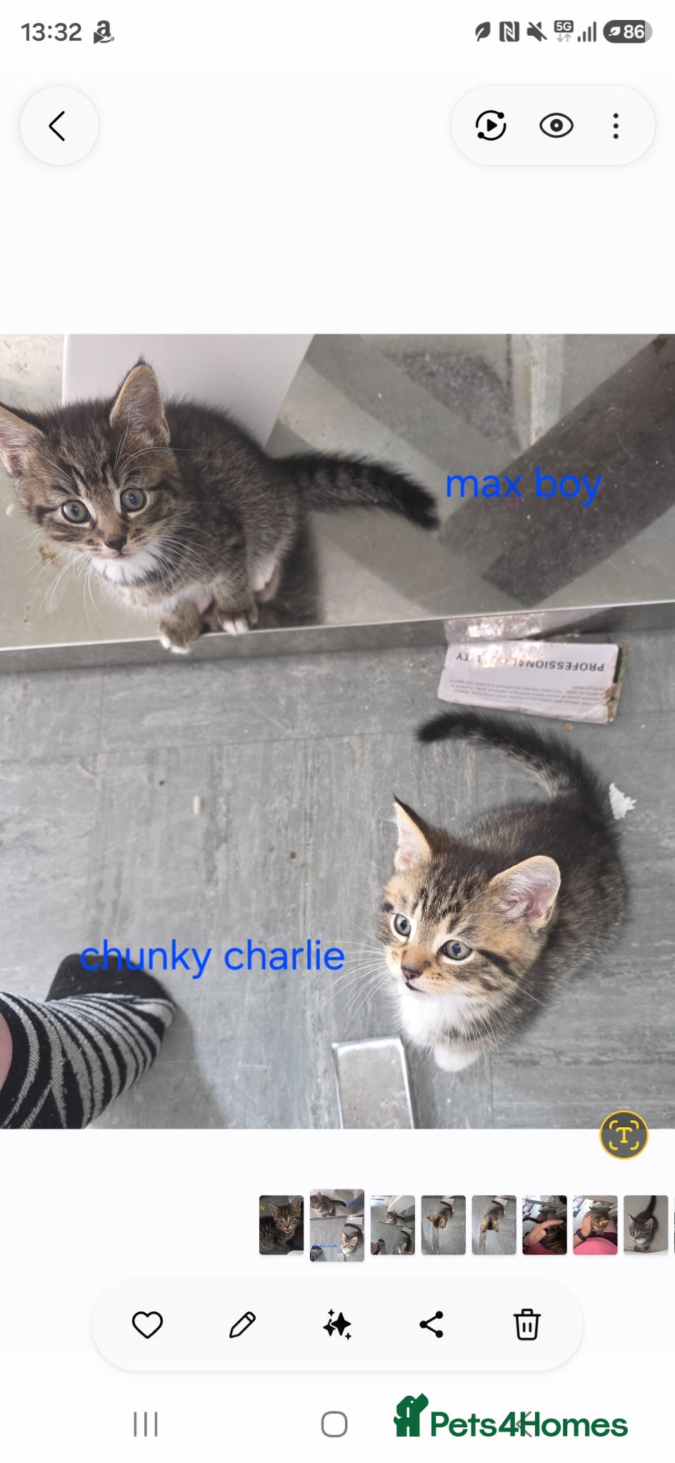 Mixed Breed cats Tabby kittens - Advert 4