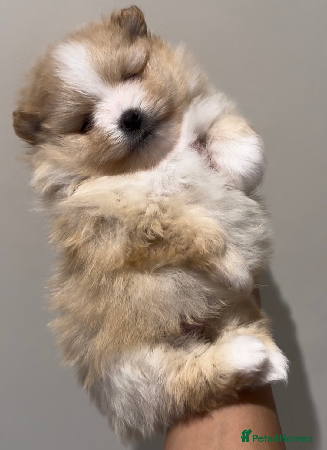 Pomeranian dogs for sale: ** ** Pomeranian  - Image 7