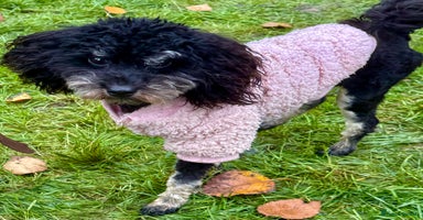 Miniature Poodle dogs Lola: The Tiny Poodle Who Survived the Darkness - Advert 10