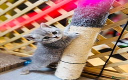 British Shorthair cats for sale: British shorthair kittens  - Image 7