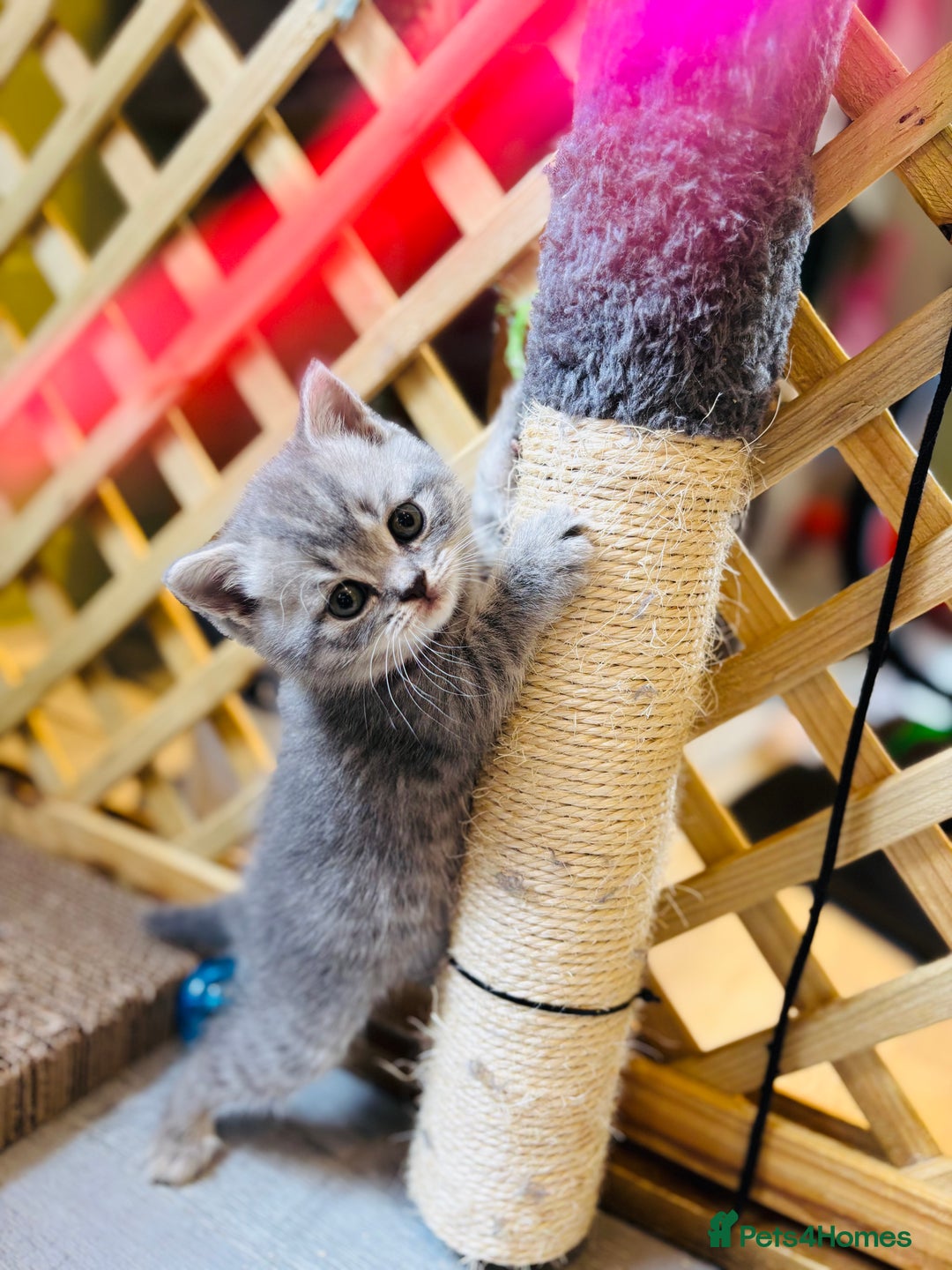 British Shorthair cats for sale: British shorthair kittens  - Image 7