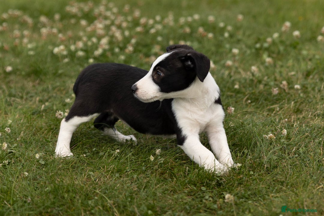 Mixed Breed dogs for sale: 🐾 Jack Russell x Border Collie Puppies  - Image 16