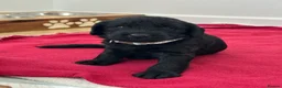 Labradoodle dogs for sale: Extensively Health Tested F1 Miniature Labradoodle - Advert 25