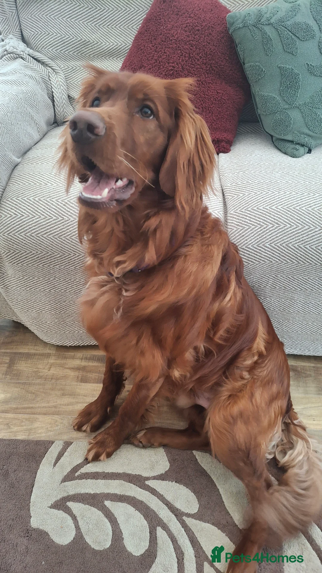 Mixed Breed dogs for sale: Irish Setter For sale - Advert 2