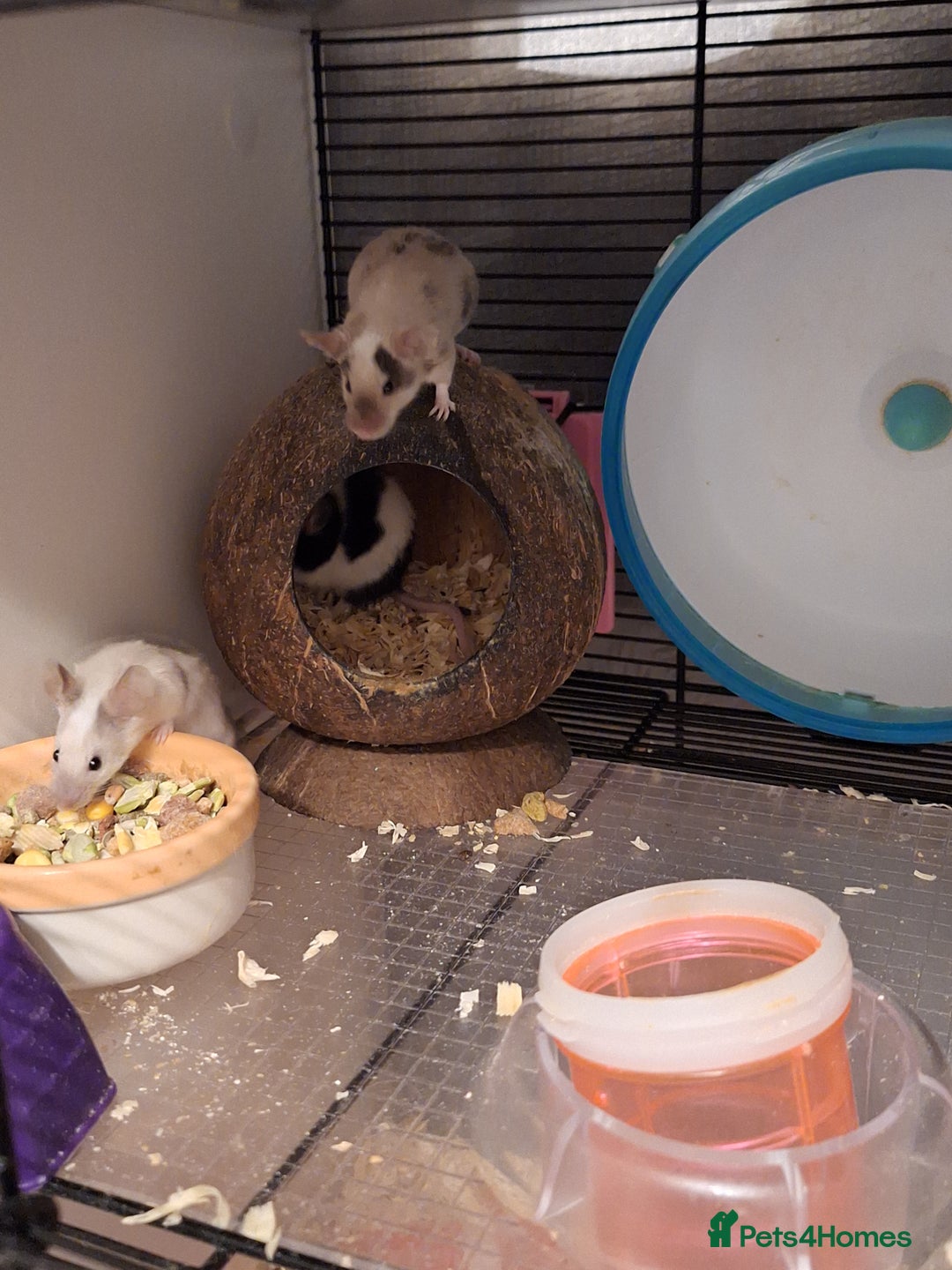 Mouse rodents for sale: 4 x female mice and cage  - Advert 2