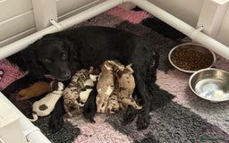 Cockapoo dogs for sale: Beautiful F2b Cockapoo Puppies 1M 1F available - Image 1