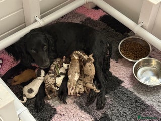 Cockapoo dogs - Advert 5