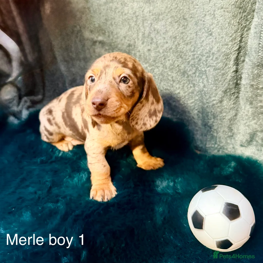Miniature Dachshund dogs for sale: 6 miniature dashhound a puppies for sale in Doncaster - Advert 6