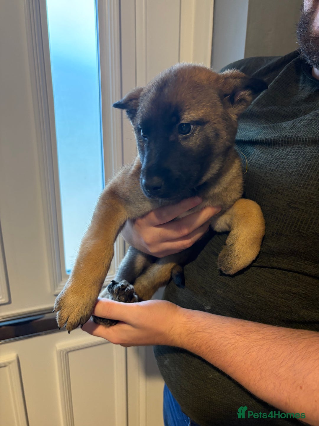 Mixed Breed dogs for sale: Siberian husky cross belgian malinois - Image 30