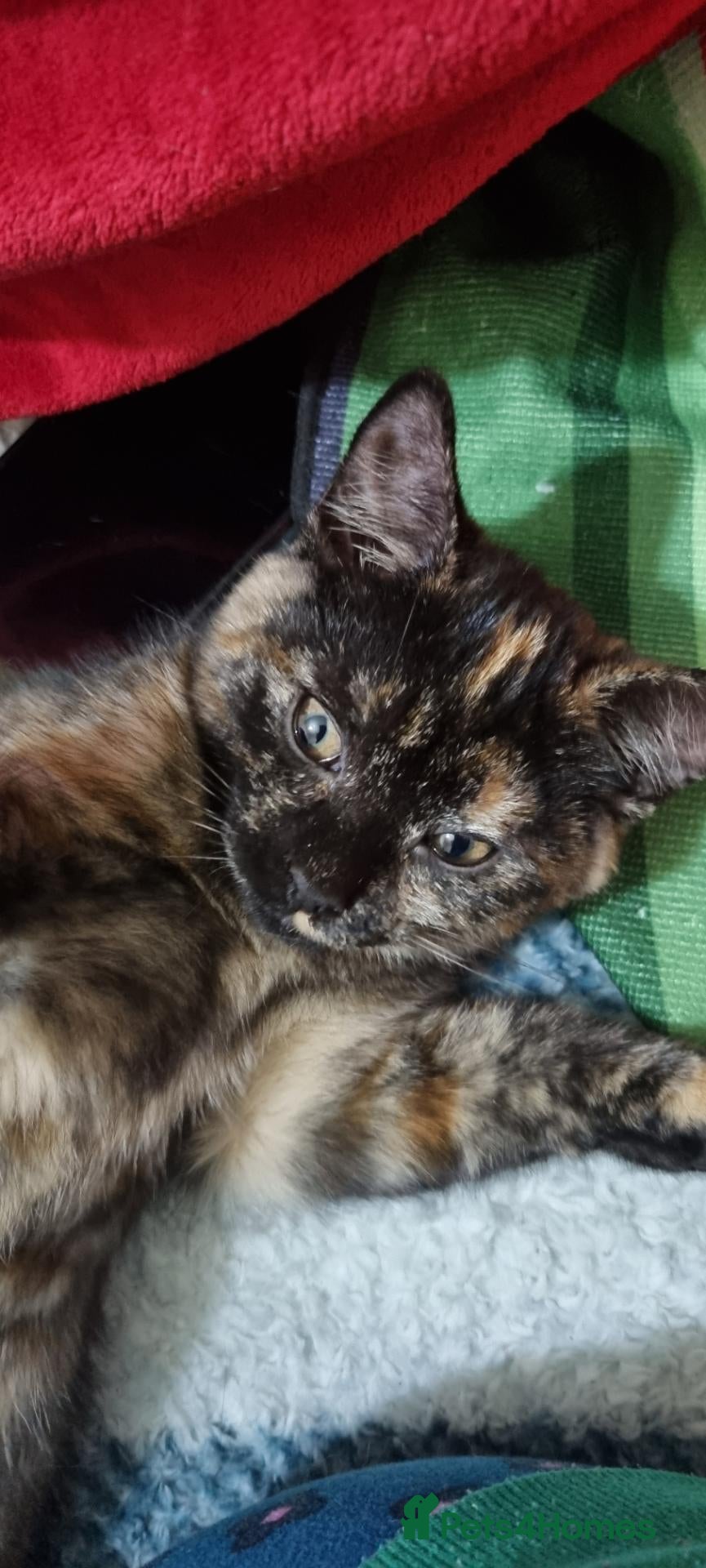British Shorthair cats for sale: British Short Hair Kitten - Advert 3