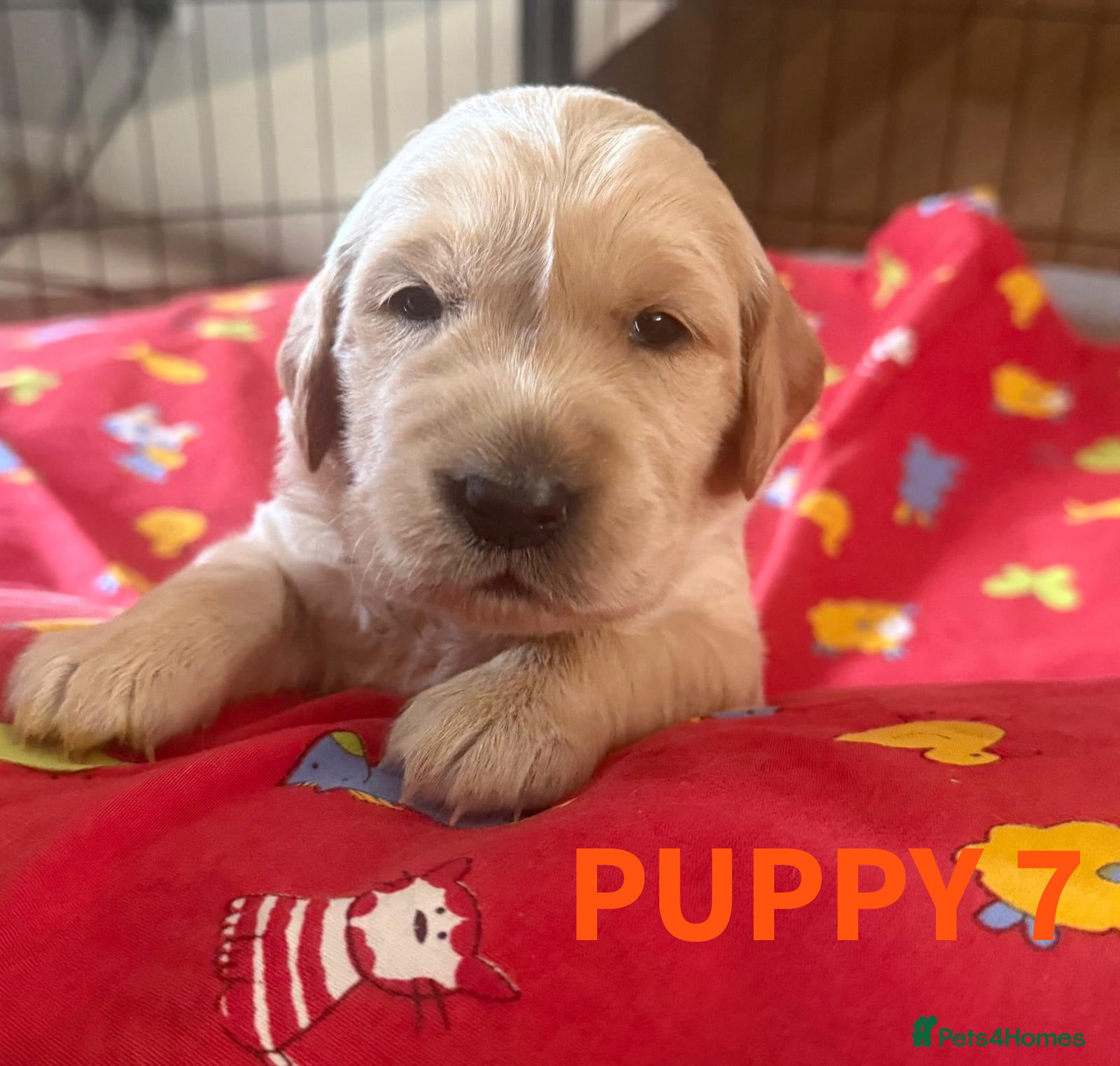 Golden Retriever dogs KC Working Line Golden Retriever Puppies - Advert 2