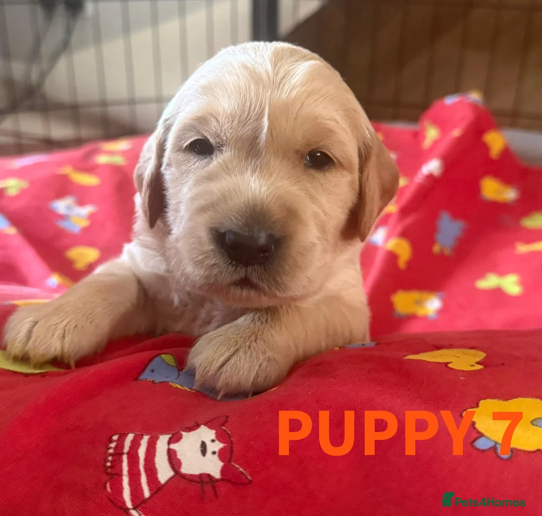 Golden Retriever dogs for sale: KC Working Line Golden Retriever Puppies - Advert 2