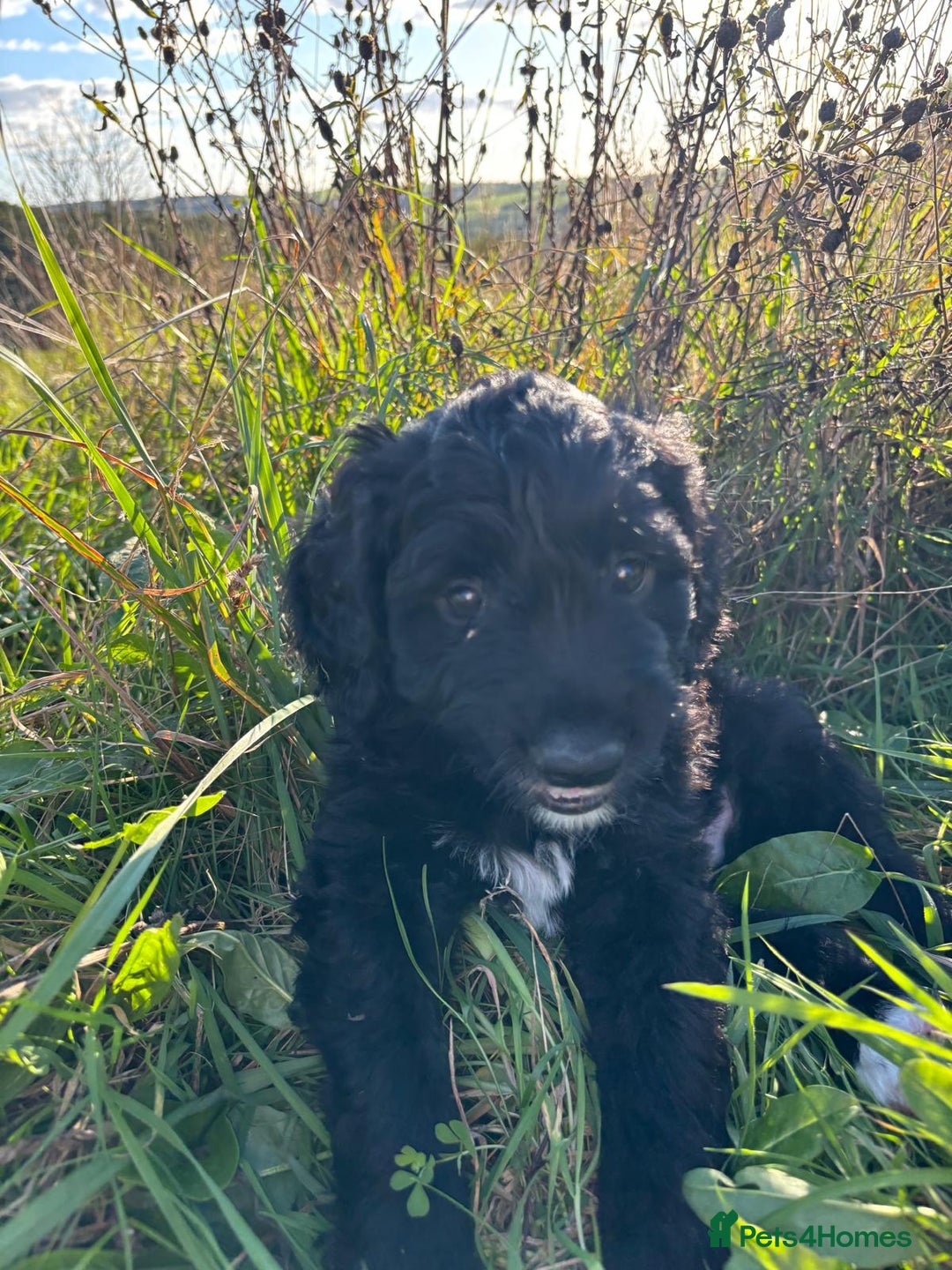 Portuguese Water Dog dogs for sale: Art Nouveau - Image 25