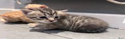 Mixed Breed cats for sale: Beautiful mixed litter for sale  - Advert 16