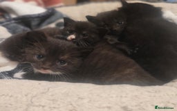 British Shorthair cats for sale: Beautiful kittens for sale - Image 5