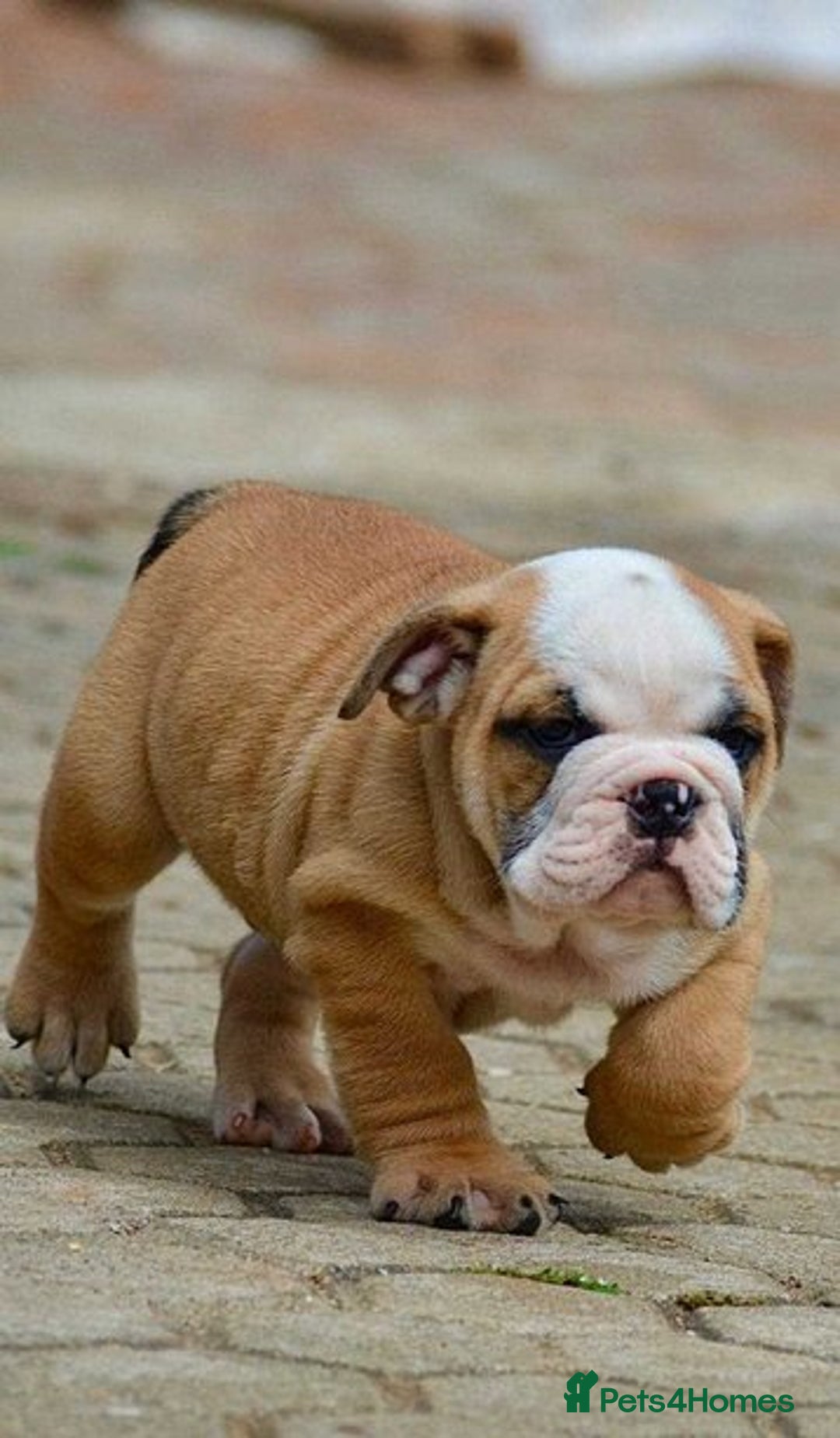 English Bulldog dogs for sale: English Bulldog Puppies Ready Now  - Image 5